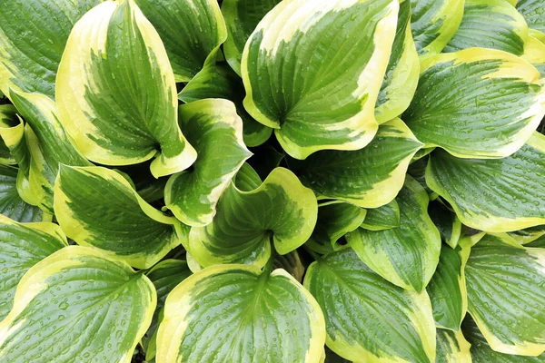 Dieffenbachia Indah Dengan Daun Hijau Basah Sebagai Latar Belakang — Stok Foto