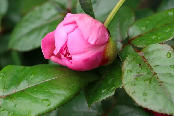 Beautiful Pink Peony Water Drops Garden Closeup — Foto Stock