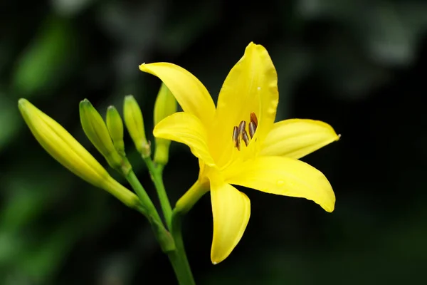 Beautiful Yellow Lily Growing Garden Closeup — Stockfoto