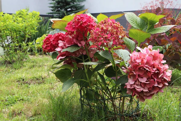 Beautiful Blooming Hydrangea Plants Supported Wire Outdoors Gardening Landscaping — Stok fotoğraf