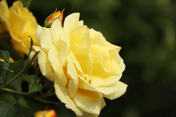 Beautiful Yellow Rose Growing Garden Closeup — Stockfoto