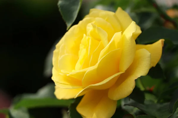 Beautiful Yellow Rose Growing Garden Closeup — Stockfoto