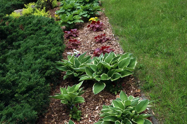 Many Different Beautiful Plants Outdoors Gardening Landscaping — Fotografia de Stock