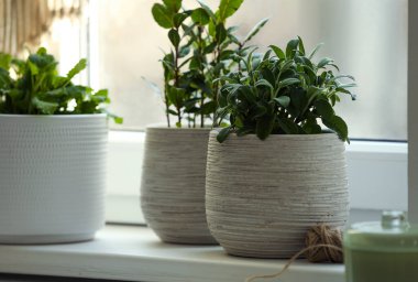 Pencere kenarındaki farklı aromatik saksı bitkileri.