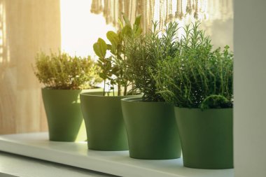 Pencere kenarındaki farklı aromatik saksı bitkileri.