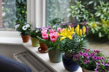 Pencere pervazında bir sürü güzel çiçek açan saksı bitkisi