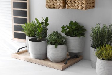 Beyaz masa içerisindeki farklı aromatik saksılar.
