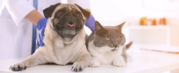 Veterinarian Examining Cute Pug Dog Cat Clinic Closeup Banner Design — Fotografia de Stock