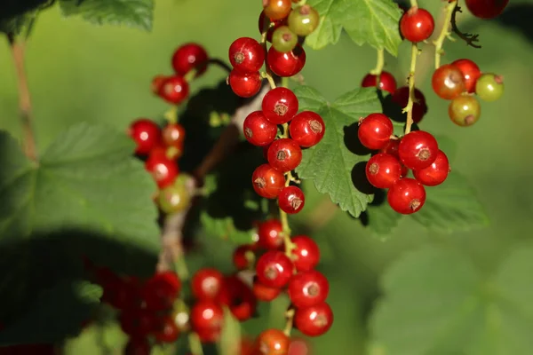 Closeup View Red Currant Bush Ripening Berries Outdoors Sunny Day — Stock Photo, Image