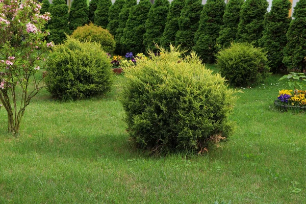 Beautiful Spacious Yard Shrubbery Gardening Landscaping —  Fotos de Stock