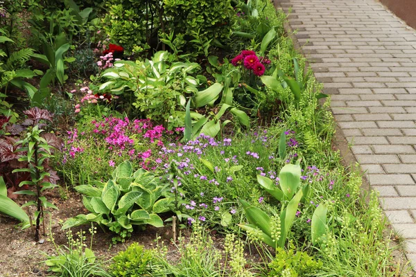 Beautiful Flowerbed Different Plants Outdoors Gardening Landscaping — Photo