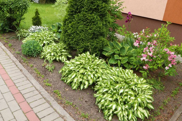 Beautiful Flowerbed Different Plants Outdoors Gardening Landscaping — Fotografia de Stock