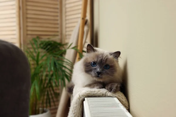 Cute Birman cat on radiator with knitted plaid indoors