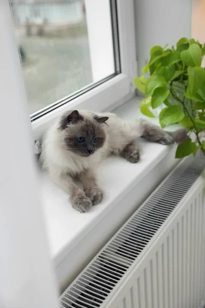 Χαριτωμένο Bitterly Γάτα Στο Περβάζι Κοντά Ψυγείο Στο Σπίτι — Φωτογραφία Αρχείου