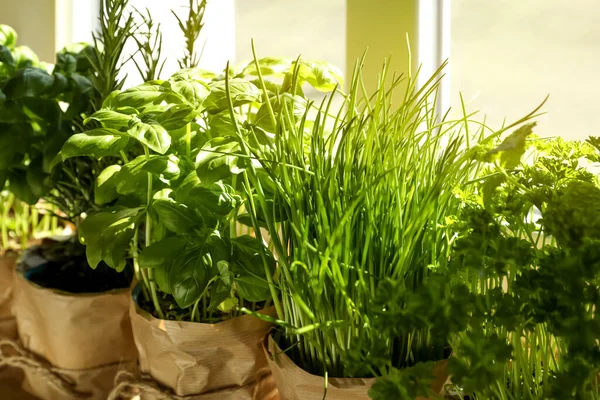 Diferentes Hierbas Aromáticas Maceta Cerca Ventana Interior — Foto de Stock