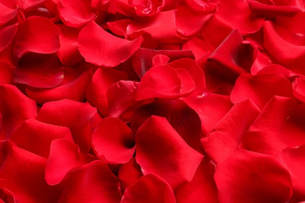 Many Red Rose Petals Background Closeup — 图库照片