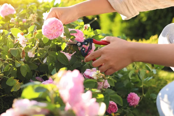 Woman Pruning Tea Rose Bush Garden Closeup — Stok Foto