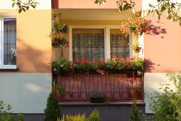 Balcony Decorated Beautiful Blooming Potted Plants Sunny Day — 스톡 사진