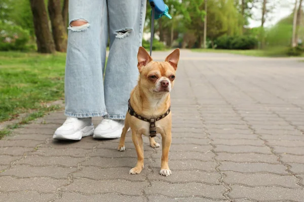 Besitzerin Spaziert Mit Ihrem Chihuahua Hund Park Nahaufnahme — Stockfoto