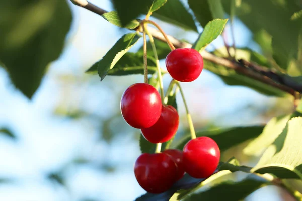 Closeup View Cherry Tree Ripe Red Berries Outdoors Sunny Day Stock Picture