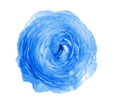 Beyaz arkaplanda açık mavi renginde güzel bir çiçek