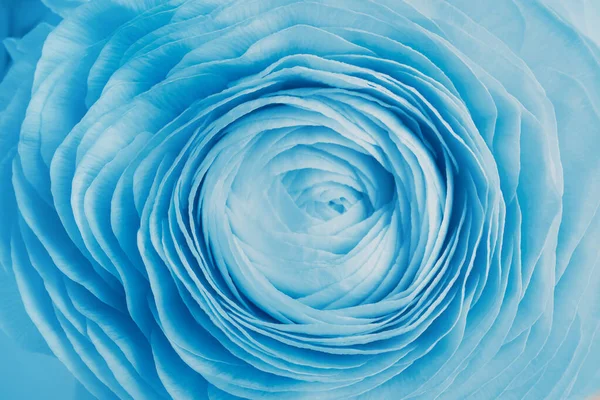 Beautiful Light Blue Ranunculus Flower Background Closeup — Φωτογραφία Αρχείου