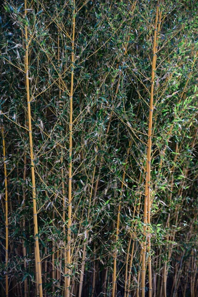 Belas Plantas Bambu Com Folhas Verdes Exuberantes Crescendo Livre — Fotografia de Stock