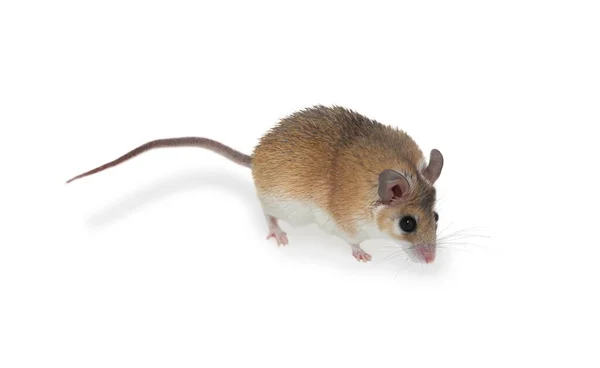 Piccolo Mouse Spinoso Carino Sfondo Bianco — Foto Stock