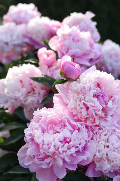 Beautiful Pink Peony Flowers Outdoors Closeup View — Fotografia de Stock