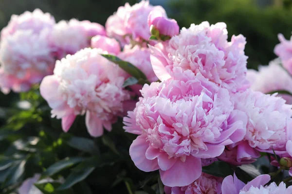Blühende Pfingstrose Mit Schönen Rosa Blüten Freien Nahaufnahme — Stockfoto