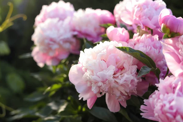 Blooming Peony Plant Beautiful Pink Flowers Outdoors Closeup Space Text — Fotografia de Stock