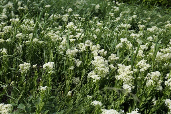 Beautiful White Wildflowers Growing Field Spring Day — Zdjęcie stockowe