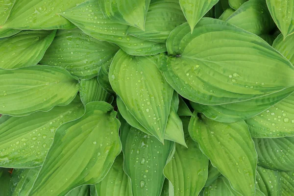 Beautiful Dieffenbachia Wet Green Leaves Background — Stockfoto