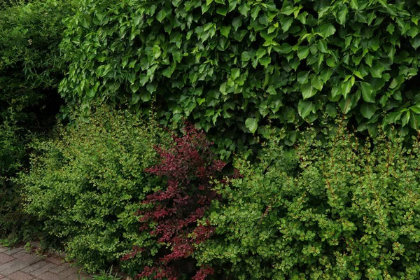Muitos Arbustos Bonitos Diferentes Crescendo Livre Jardinagem Paisagismo — Fotografia de Stock
