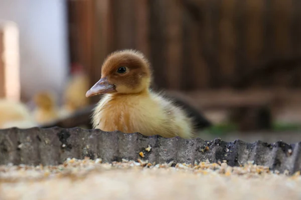 Cute Fluffy Duckling Bowl Seed Mix Farmyard — 스톡 사진