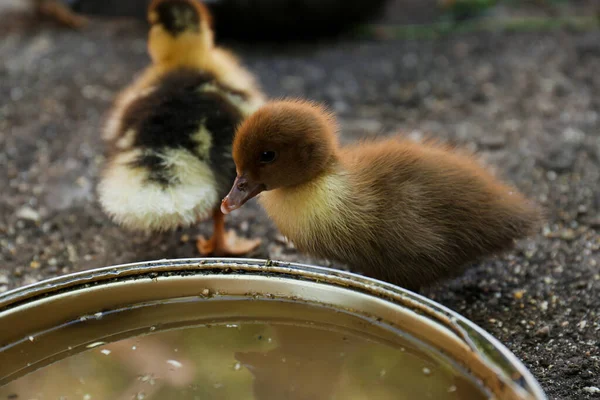 Schattige Pluizige Eendjes Buurt Van Kom Water Boerderij — Stockfoto