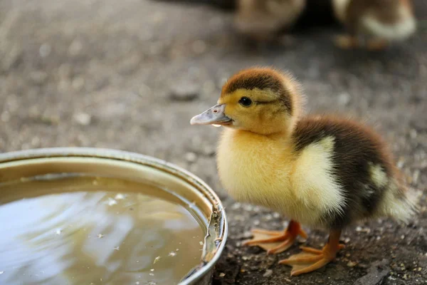 Cute Fluffy Duckling Bowl Water Farmyard — 스톡 사진