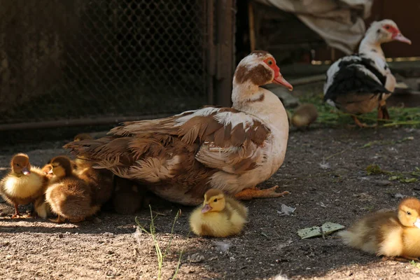 Cute Fluffy Ducklings Mother Farmyard — 스톡 사진