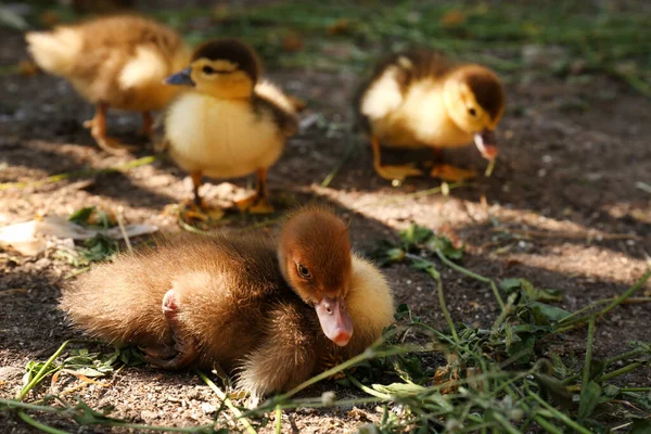 Χαριτωμένα Αφράτα Παπάκια Στο Farmyard Την Ηλιόλουστη Μέρα — Φωτογραφία Αρχείου