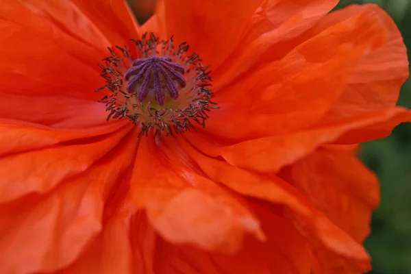 Beautiful Bright Red Poppy Flower Closeup View — Foto Stock