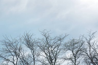 Beautiful view of trees against cloudy sky
