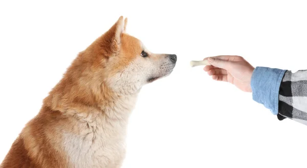 白い背景に犬においしい骨の形のクッキーを与える女性 — ストック写真