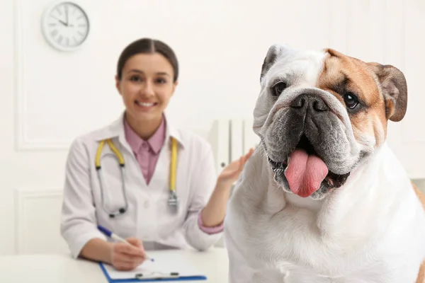 Tierarzt Doc Mit Entzückendem Hund Klinik — Stockfoto