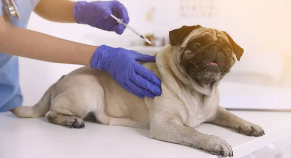 Profesionální Veterinární Lékař Očkování Roztomilý Pug Pes Klinice Detailní Záběr — Stock fotografie