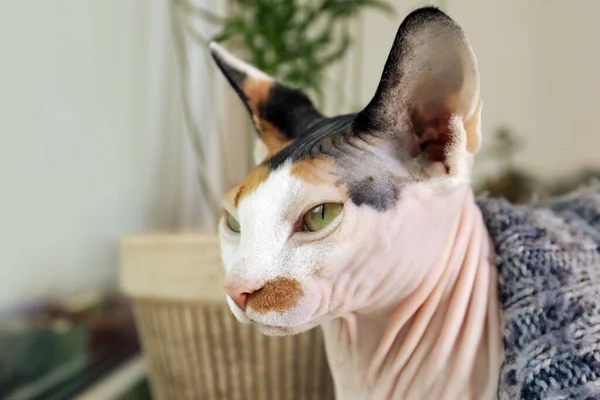 Cute Sphynx Cat Warm Sweater Home Closeup — ストック写真