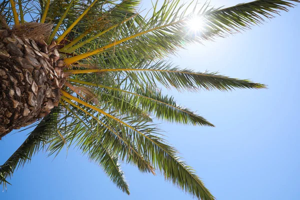 Vacker Palmträd Med Gröna Blad Mot Klarblå Himmel Låg Vinkel — Stockfoto