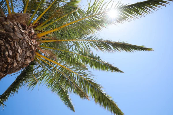 Hermosa Palmera Con Hojas Verdes Contra Cielo Azul Claro Vista — Foto de Stock