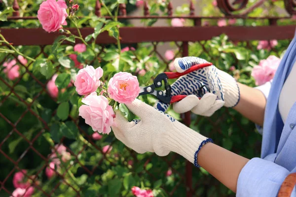 Woman Pruning Rose Bush Blooming Garden Closeup — Stok Foto