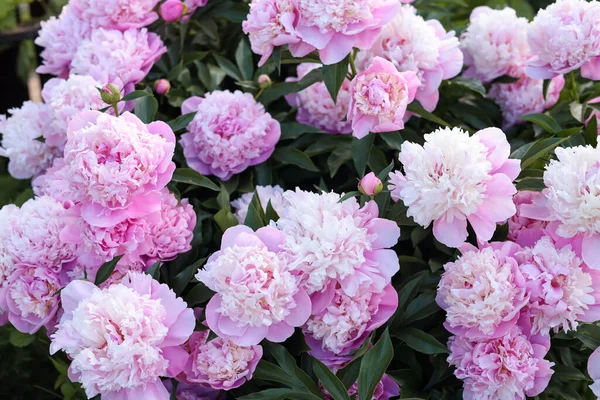 Blooming Peony Plant Beautiful Pink Flowers Outdoors Closeup — Stockfoto