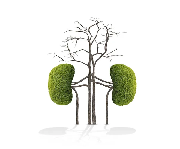 Human Kidneys Model Made Trees Green Leaves White Background Health — Φωτογραφία Αρχείου